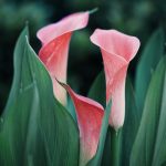 selective focus photography of pink petaled flower